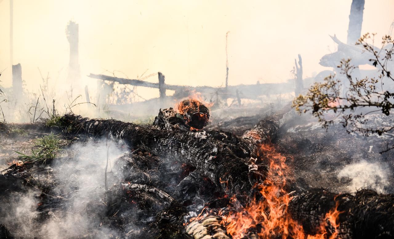 Apague o fogo com um balde de água. incêndios florestais no verão