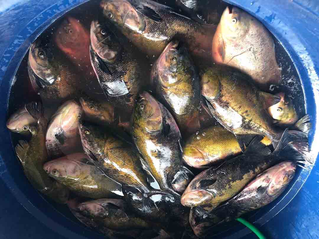 feira_do_peixe.jpeg